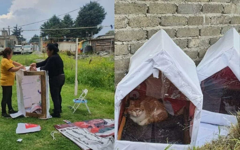 Costruiscono case per cani e gatti randagi con materiali di recupero della campagna elettorale