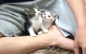 Questi gattini vengono salvati e allevati da due gatti più grandi, il loro dolce metodo di allevamento coccole e baci