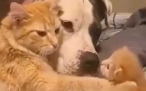 Mamma gatta presenta il suo gattino di 1 settimana al suo migliore amico cane