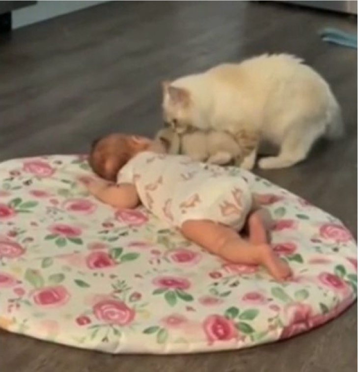 mamma gatta presenta cucciolo a un bambino