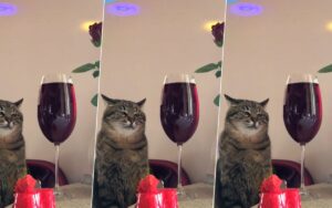 VIDEO: gatto su TikTok diventa virale per la sua espressione tipica da festa noiosa