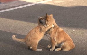 VIDEO: Gattino abbraccia e conforta un cucciolo abbandonato che sta ancora aspettando i suoi padroni