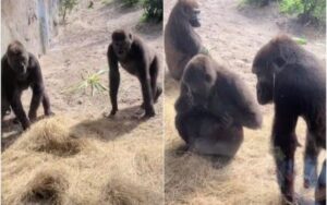 VIDEO: gorilla trovano un serpente nel loro territorio, con simpatia cercano di scacciarlo