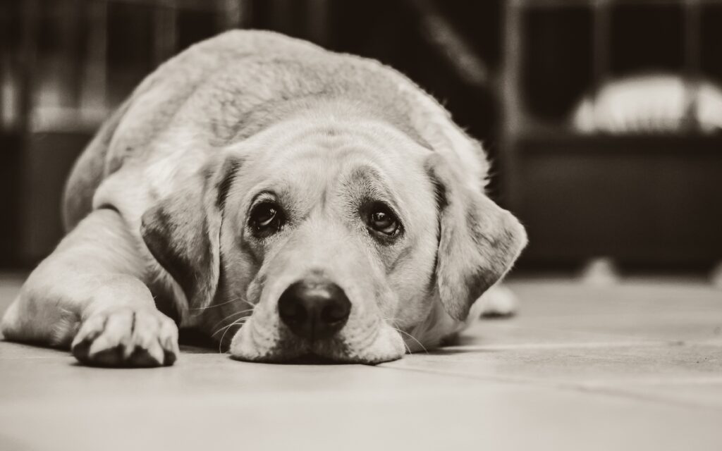 cane salvato dalla polizia da delle crisi epilettiche