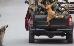 Strade deserte: cani randagi inseguono camionetta di militari. I soldati decidono di adottarli
