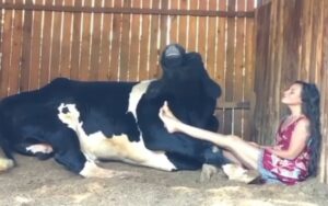 VIDEO: donna canta insieme alla sua mucca regalando uno spettacolo unico