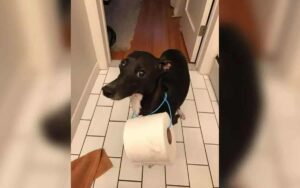 Cane consegna la carta igienica alla sua mamma umana in difficoltà