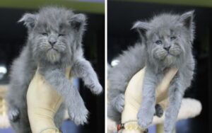 Cucciolata di Maine Coon nasce tutta con facce buffe e scontrose