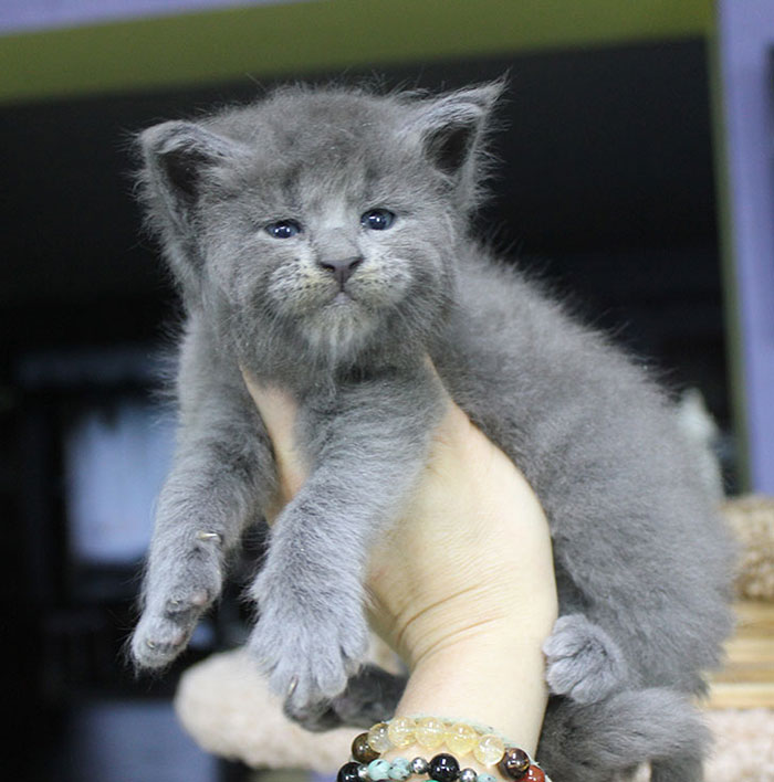 buffa cucciolata di Maine Coon