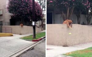 VIDEO: cane fa cadere ogni giorno la pallina a terra per far giocare i passanti con lui