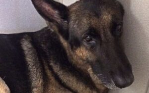 Cane salva la vita di 2 bambini intrappolati in un incendio nella loro casa in Florida