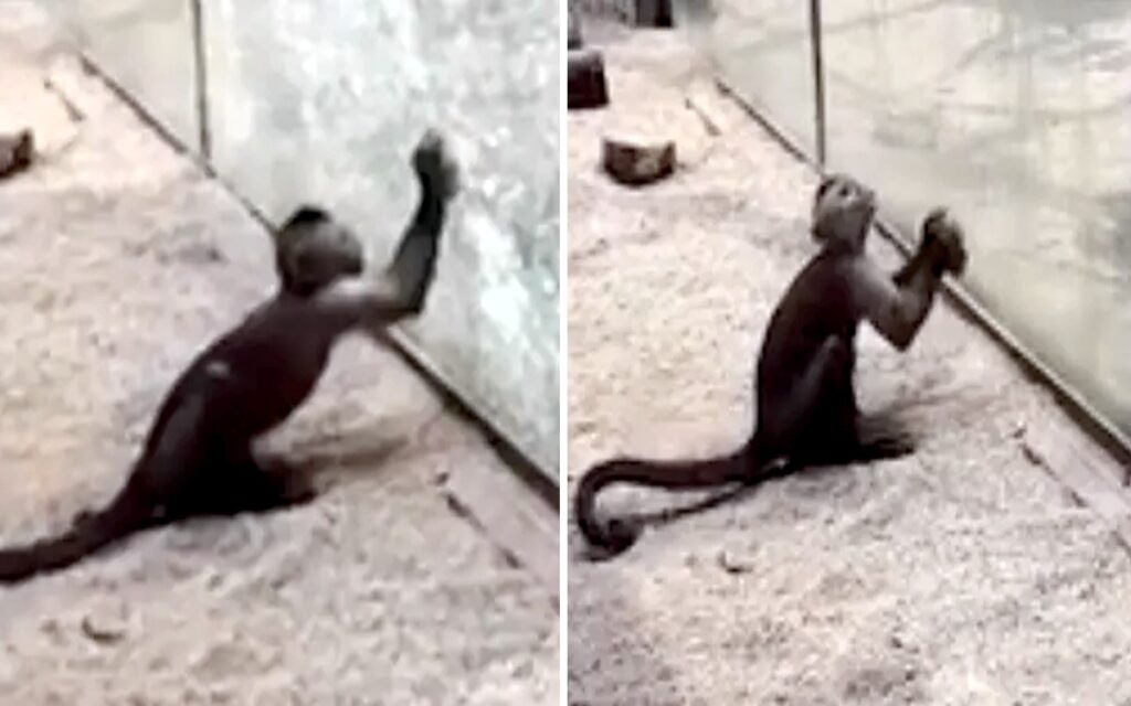 scimmia cerca di scappare rompendo il vetro in uno zoo