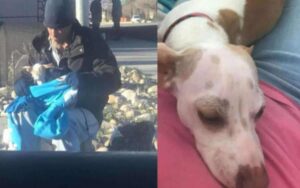 Senzatetto fa un gesto che nessuno avrebbe fatto, pur di salvare un cucciolo abbandonato nel mezzo dell’autostrada