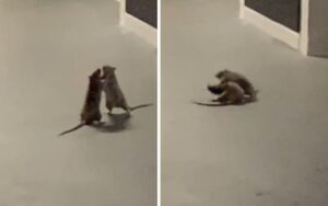 Donna torna a casa e trova due topi che litigano mentre il gatto li osserva (VIDEO)