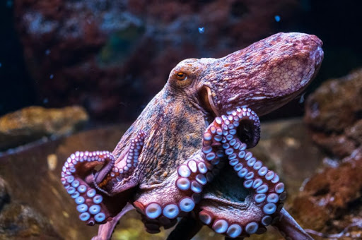 uomo salva polpo e lo rimette in acqua