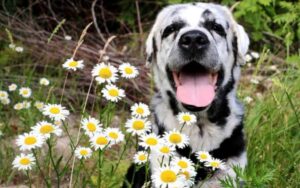 Rowdy, Il Labrador Con La Vitiligine Diventato Una star