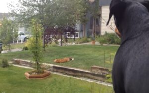 VIDEO: volpe entra in un giardino e inizia a giocare mentre il cane la guarda incredulo