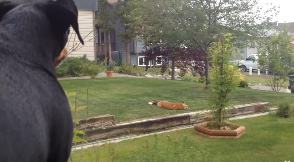 volpe si diverte con il gioco di un cane nel suo giardino