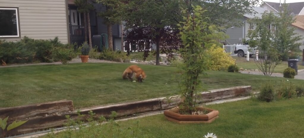 volpe si diverte con il gioco di un cane nel suo giardino