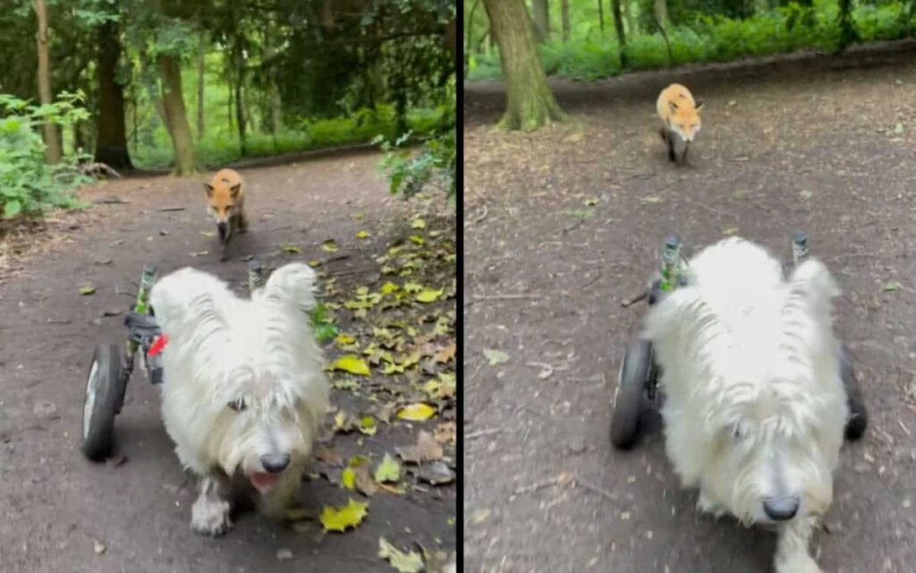 Veterinaria salva una volpe cieca e un cane in sedia rotelle, nasce una bellissima amicizia