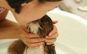 Quando e come fare il bagno a un cucciolo per la prima volta?