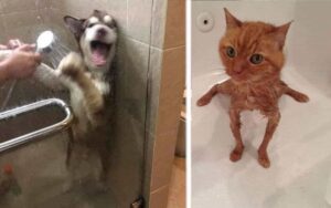 26 foto di animali domestici che hanno reso l’ora del bagno un momento tragicomico