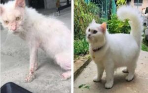 PRIMA E DOPO: 5 storie di gatti che ora sono molto felici