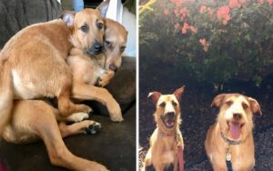 Cucciolo salvato incontra il suo “gemello” per strada e convince la sua mamma umana a portarlo a casa