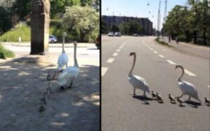 VIDEO: Famiglia di cigni si prende il suo tempo per attraversare la strada e fermano il traffico