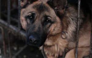 Il più grande macello per cani della Corea del Sud è stato finalmente chiuso