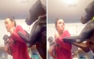 VIDEO: Alano da di matto quando la sua mamma adotta un nuovo cucciolo