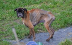 Cane abbandonato e triste per strada dopo la morte dei suoi genitori umani