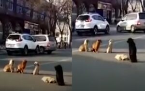 VIDEO: branco di cani bloccano la strada per aiutare il loro amico ferito