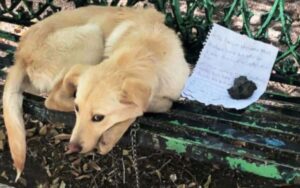 Un bambino scrive una lettera straziante dopo avere abbandonato il suo cane