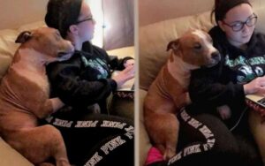 Pitbull non smette di abbracciare la donna che lo ha salvato da un rifugio