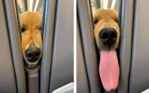 Cucciolo si annoia in aereo e comincia a intrattenere i passeggeri