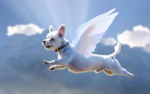 Gli animali non muoiono mai, diventano invisibili e si mettono a dormire nei nostri cuori
