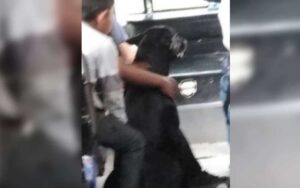 Che bellezza: autista di autobus fa viaggiare i bambini a basso reddito e il loro cucciolo gratis