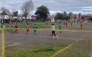 VIDEO: un cane fa invasione di campo durante la partita e ‘segna’ un goal