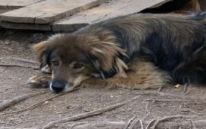 Cane che ha rischiato la morte vede i suoi fratelli essere adottati senza di lui