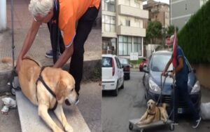 Uomo mette il suo cane disabile su un carrello e lo porta in giro tutti i giorni