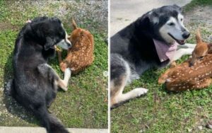 Piccola cerbiatta viene aiutata da un cucciolo di cane