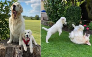 Golden Retriever cieco  ha il suo cucciolo di assistenza per aiutarlo e farlo divertire