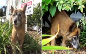 Cane abbandonato in un cimitero viene mantenuto da un dipendente finché i volontari non sono venuti a prenderla