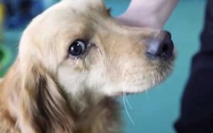 In Cina un golden retriever piangeva grato di essere stato salvato dalla sua triste fine