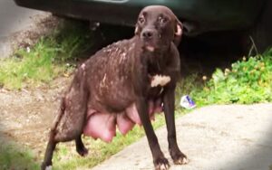 VIDEO: cane si avvicina a degli sconosciuti e chiede aiuto per ritrovare i suoi cuccioli