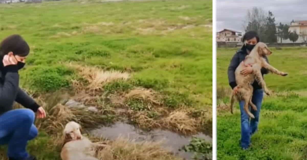 Soccorritori trovano un cane da caccia ferito abbandonato nel campo e ...