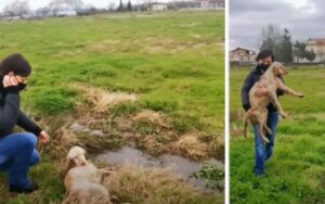 Soccorritori trovano un cane da caccia ferito abbandonato nel campo e sono determinati a salvarla