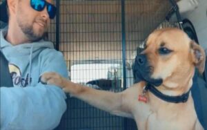 VIDEO: Questo cane salvato non smette di dare la zampa al suo nuovo papà umano