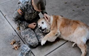 VIDEO: Cane anziano piange quando vede tornare la sua migliore amica dall’esercito